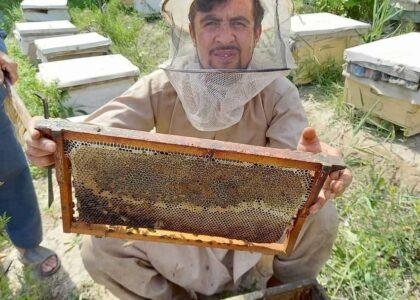 Beekeepers: Takhar honey gets 1st position among four countries