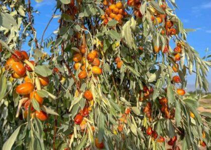 باغداران لوگر هر سال صدها تُن سنجد را به بازار عرضه می‌کنند