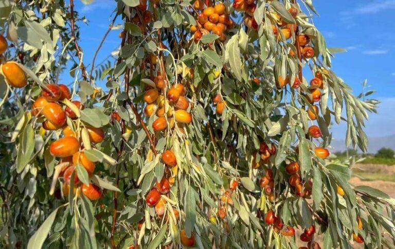د لوګر بڼوال هر کال سلګونه ټنه سنځلې بازار ته وړاندې کوي