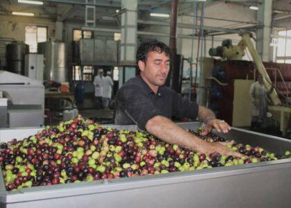 از اثر آفات طبیعی حاصلات زیتون در ننگرهار کاهش چشمگیری یافته‌است