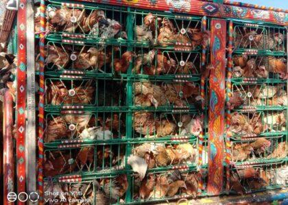 Hundreds of families distributed chickens in Nangarhar