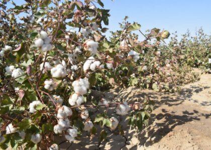دهقانان جوزجان به جای کوکنار به زرع پنبه رو آورده‌اند