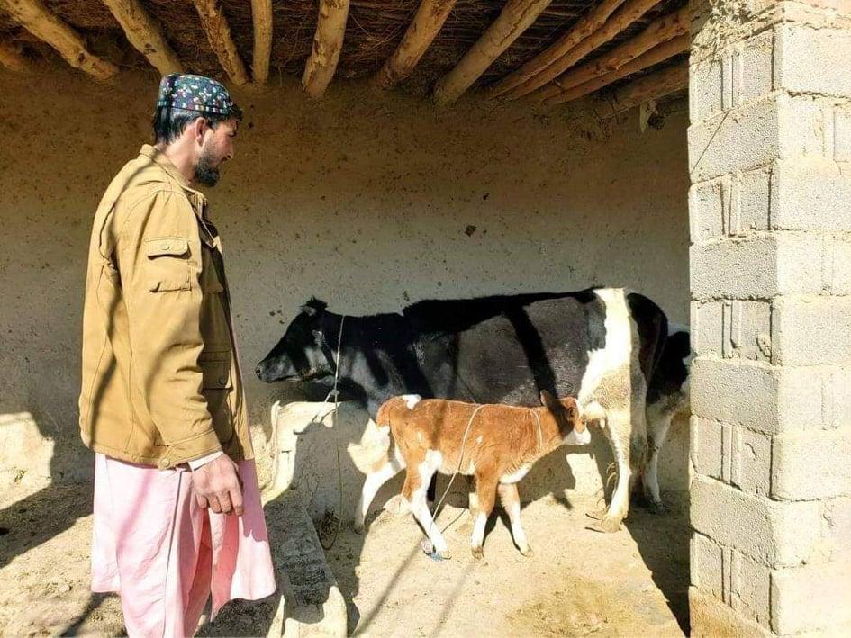 Dairy cow farming on the rise in Logar, official says