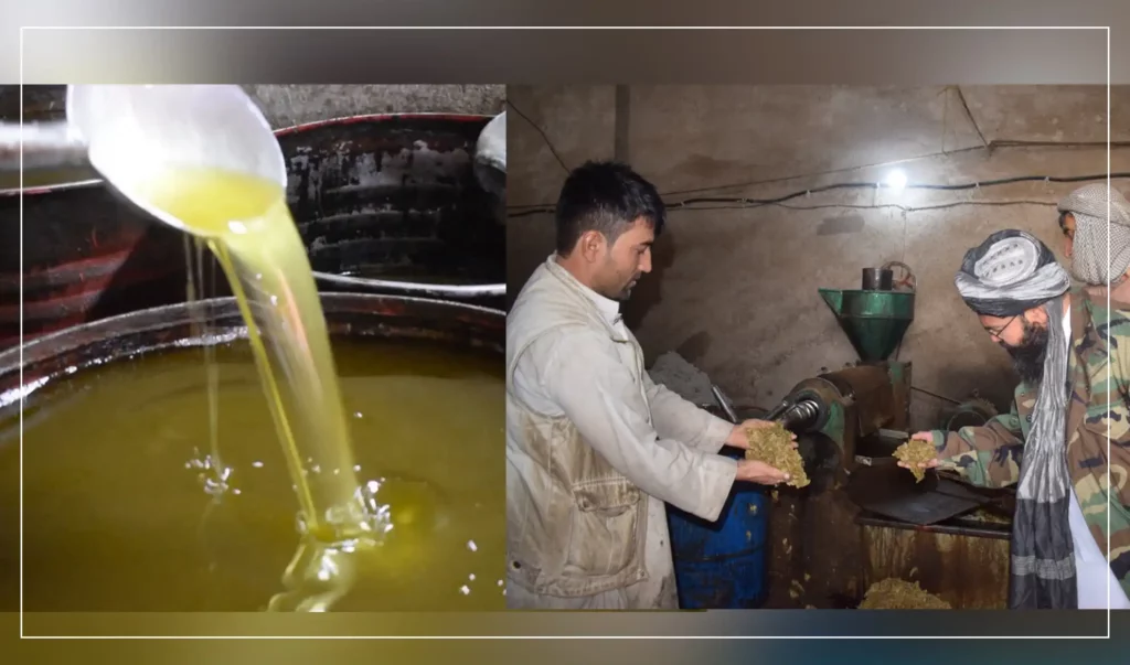Oil producing factory employing 40 people opens in Jawzjan