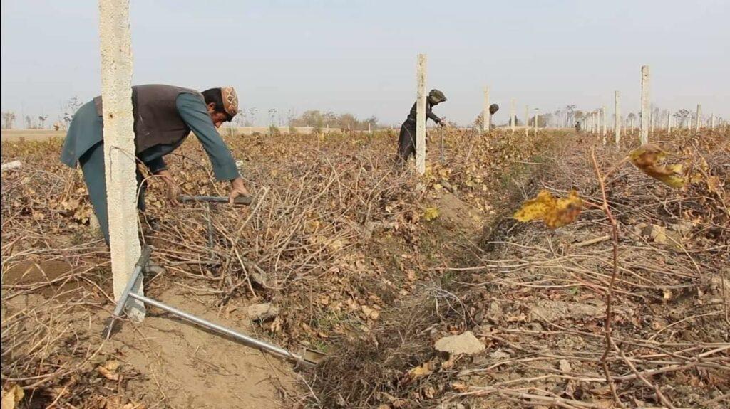 یک نهاد مددرسان در کندز به ارزش ۵۵ میلیون افغانی برای باغداران چیله انگور توزیع کرده‌است