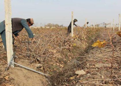 یک نهاد مددرسان در کندز به ارزش ۵۵ میلیون افغانی برای باغداران چیله انگور توزیع کرده‌است