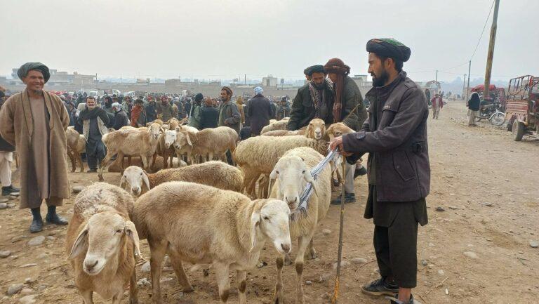 مالداران در تخار: به دلیل کمبود علوفه مجبور هستیم مواشی خود را بفروشیم