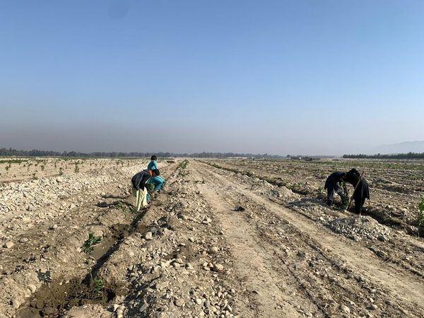 ننګرهار کې د هوا پاکوالي لپاره مصنوعي ځنګلونه جوړېږي