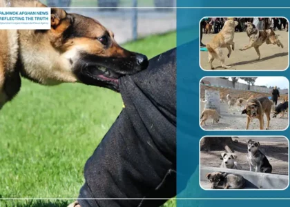 19,346 rabies dog bites recording during ongoing year