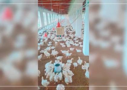 Illegal chicken imports hit Laghman poultry farms hard