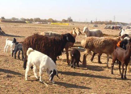 Drought, livestock smuggling drive up meat price