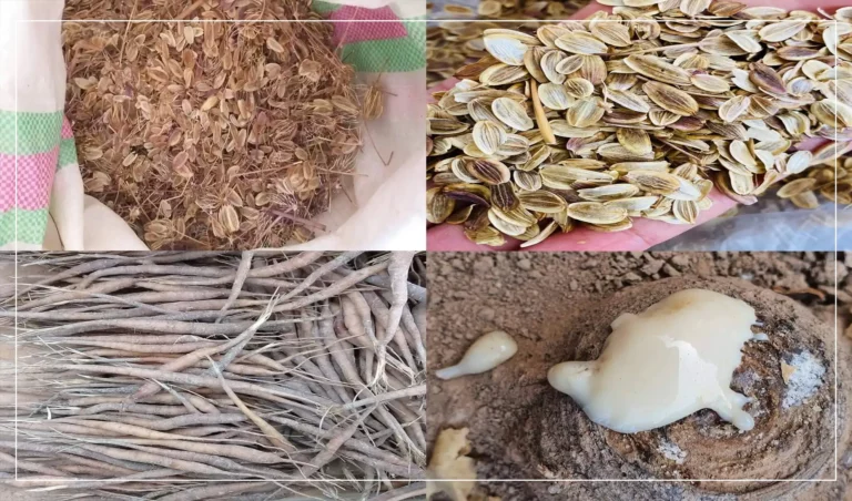 Ghor farmers switch to asafetida as poppy substitute