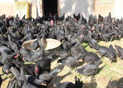 Australian chicken farms on the increase in Kandahar