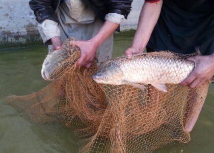 In Kandahar, fish farming surges by 40pc