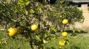 Citrus yield up by 10 percent in Kunar this year