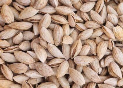 Zabul almond yield increases by 23pc this year
