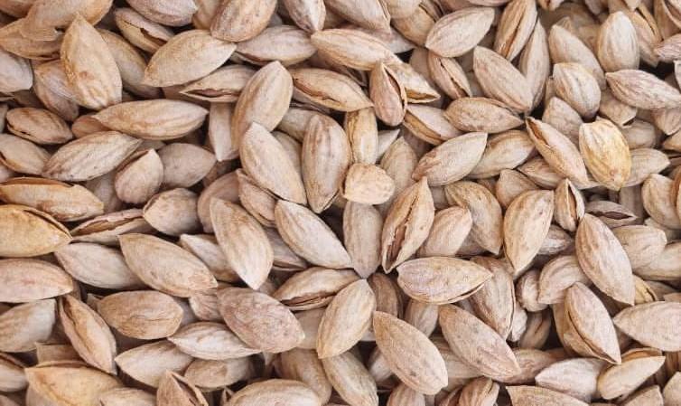 Zabul almond yield increases by 23pc this year
