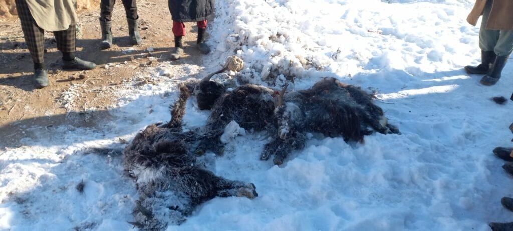 3 people killed, scores of domestic animals lost due to severe cold