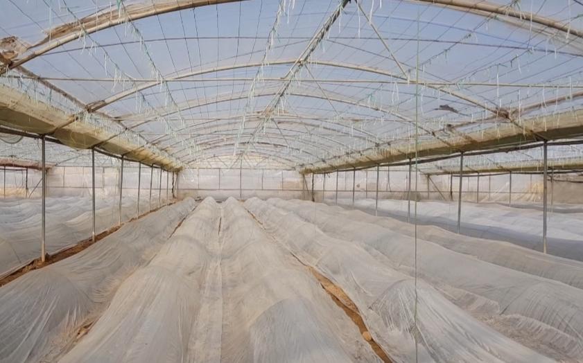 Farah farmers incur $3.5m losses as cold wave hits veggies