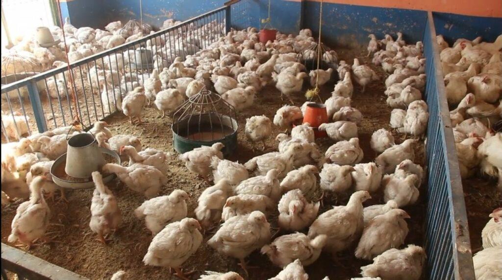 طی ماه‌های پسین ٩٥٠ فارم مرغداری در کندز بسته شده‌است 