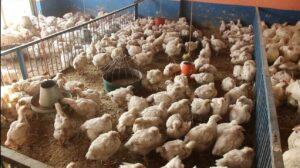 Dwindling sales: 950 poultry farms closed in Kunduz