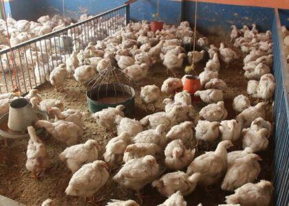 Dwindling sales: 950 poultry farms closed in Kunduz