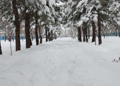 In Ghazni, snowfall boosts higher harvest hopes