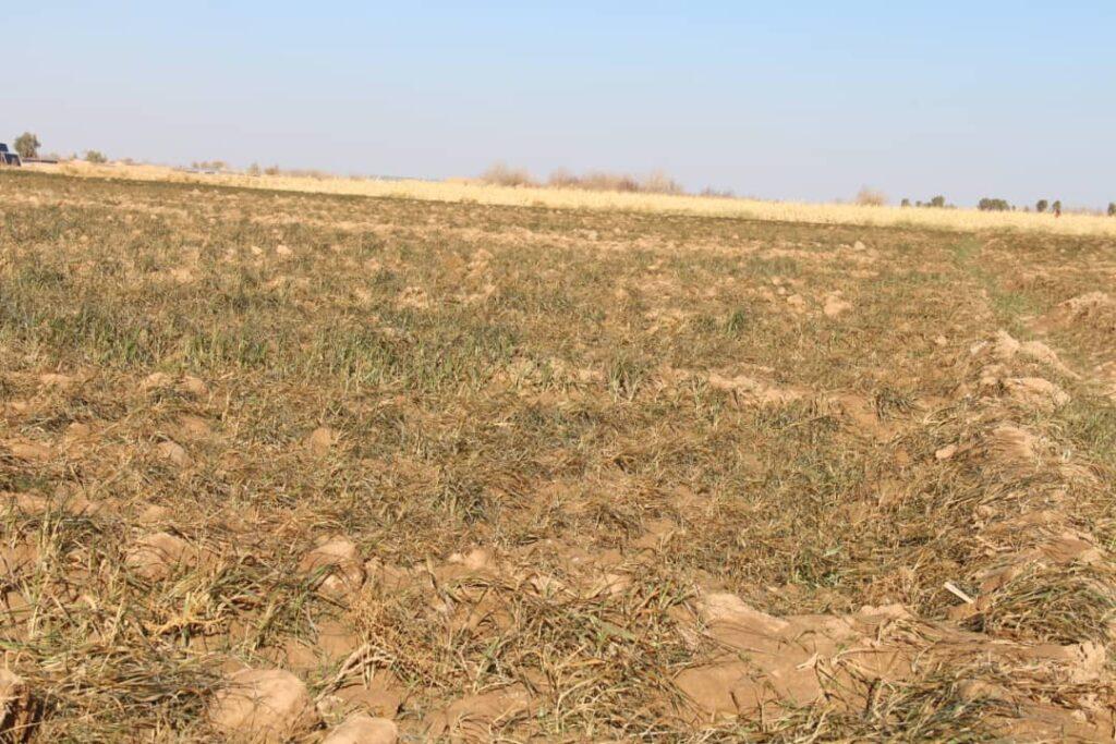 Cold wave destroys crops on thousands of acres in Farah
