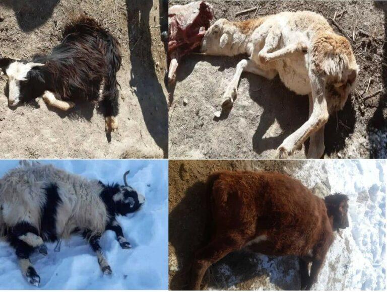 بغلان کې ورښت او سړې هوا له څلور زره ډېر څاروي مړه کړي دي