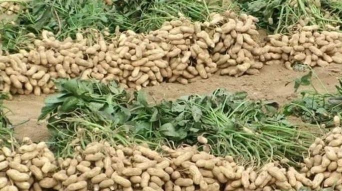 Nangarhar produces 516 tons of peanut this year
