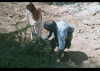 3 men arrested for cutting down trees in Nangarhar forest