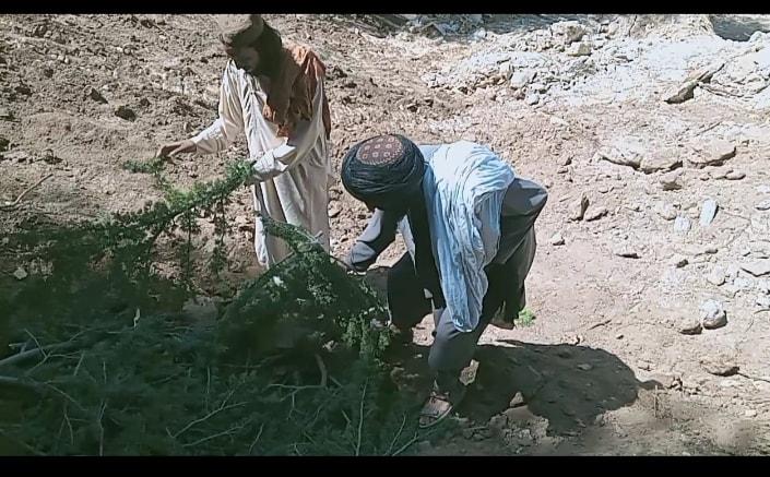 3 men arrested for cutting down trees in Nangarhar forest