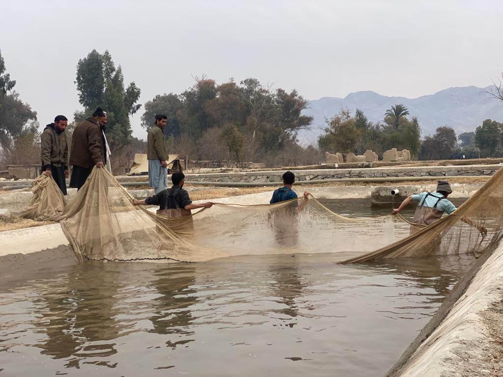 ننګرهار کې پر ۳۰۰ جريب ځمکه د کبانو روزنې فارمونه جوړېږي