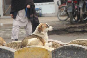 واقعات سگ ‌گزیده‌گی در هرات افزایش یافته‌است