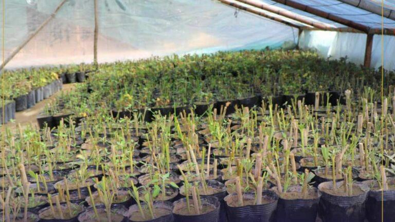 Kabul municipality raising 400,000 seedlings, flowers
