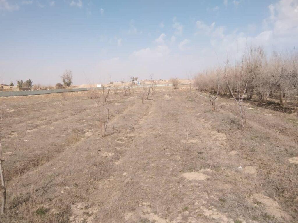 ‘65 pc Helmand orchards eradicated due to past conflict, drought’