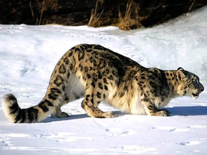 Snow leopard hunts 30 livestock in Badakhshan