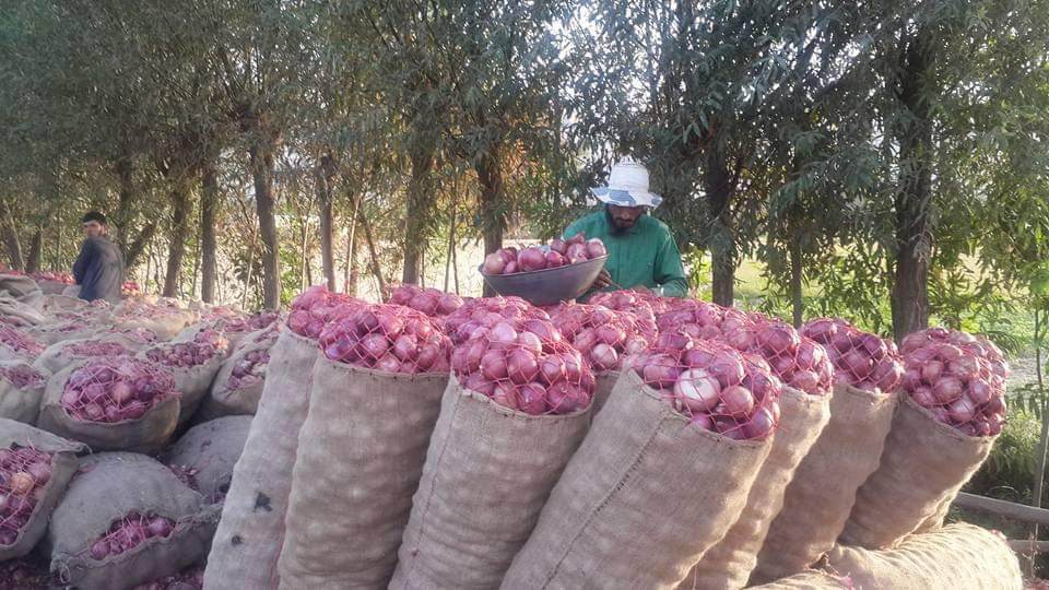 Dramatic surge in onion prices perturbs Taloqan residents