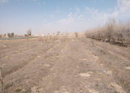 ‘65 pc Helmand orchards eradicated due to past conflict, drought’
