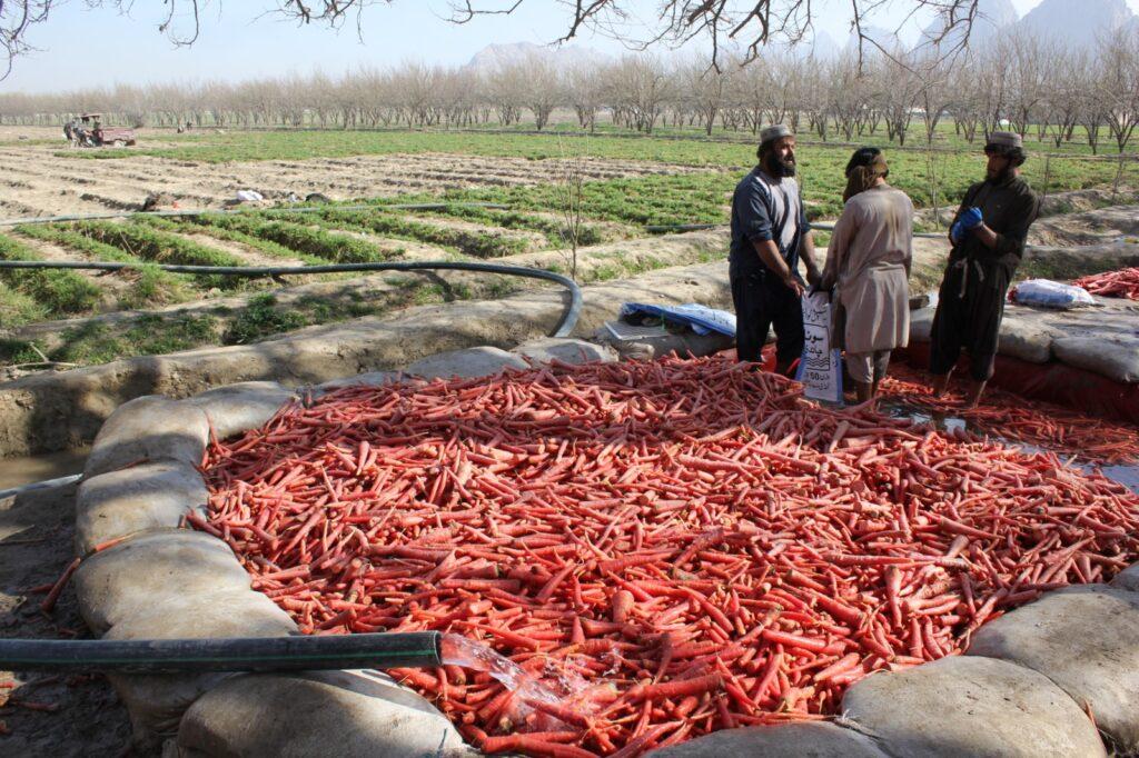 Kandahar farmers worry over low price of carrots