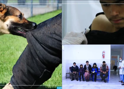 27,000 dog-bite incidents registered this year: MoPH