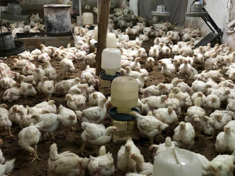 Feed price hike: Over 300 poultry farms closed in Balkh