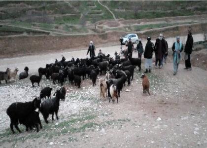 Faryab: Animals of slain shepherd recovered from 2 children