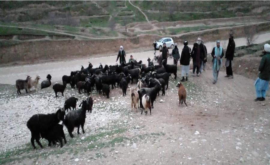 Faryab: Animals of slain shepherd recovered from 2 children