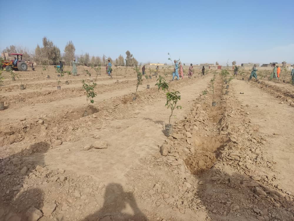 Tree plantation campaign launched in Farah