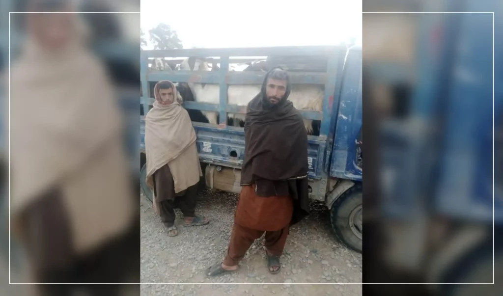 Cattle smuggling to Pakistan frustrated in Helmand