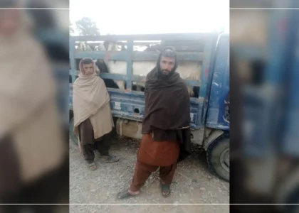 Cattle smuggling to Pakistan frustrated in Helmand