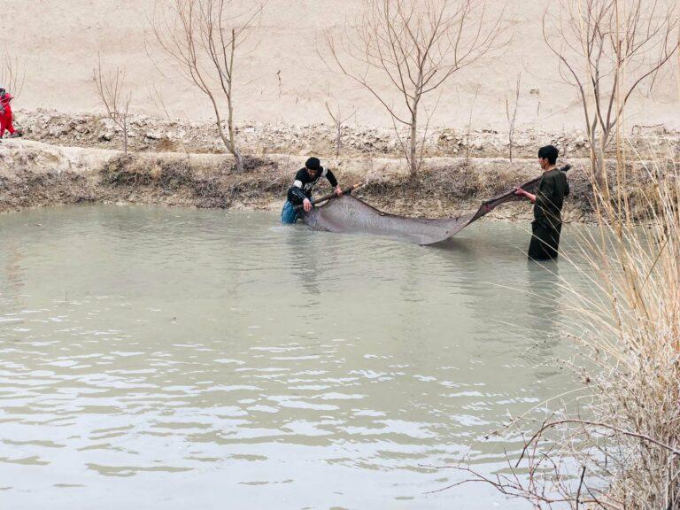 بلخ کې د کبانو روزنې له نیمایي ډېر فارمونه تړل شوي