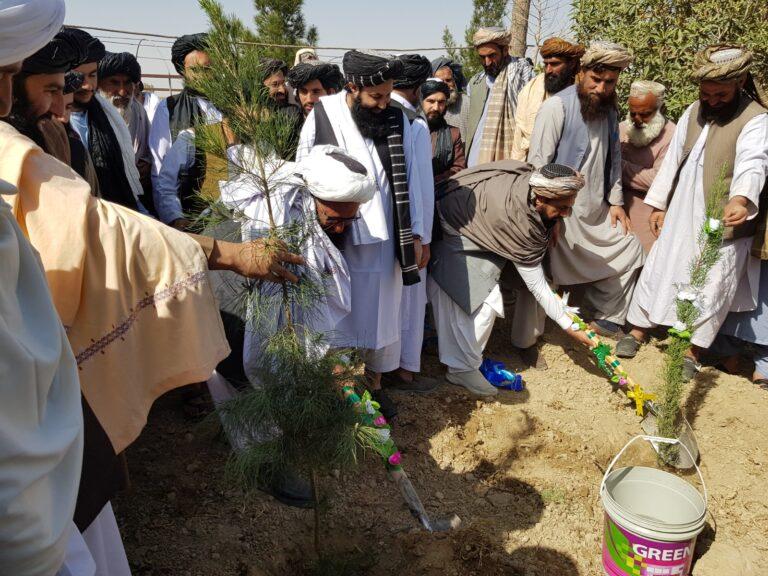 کندهار کې د نیالګیو اېښودلو کمپاین پیل شو