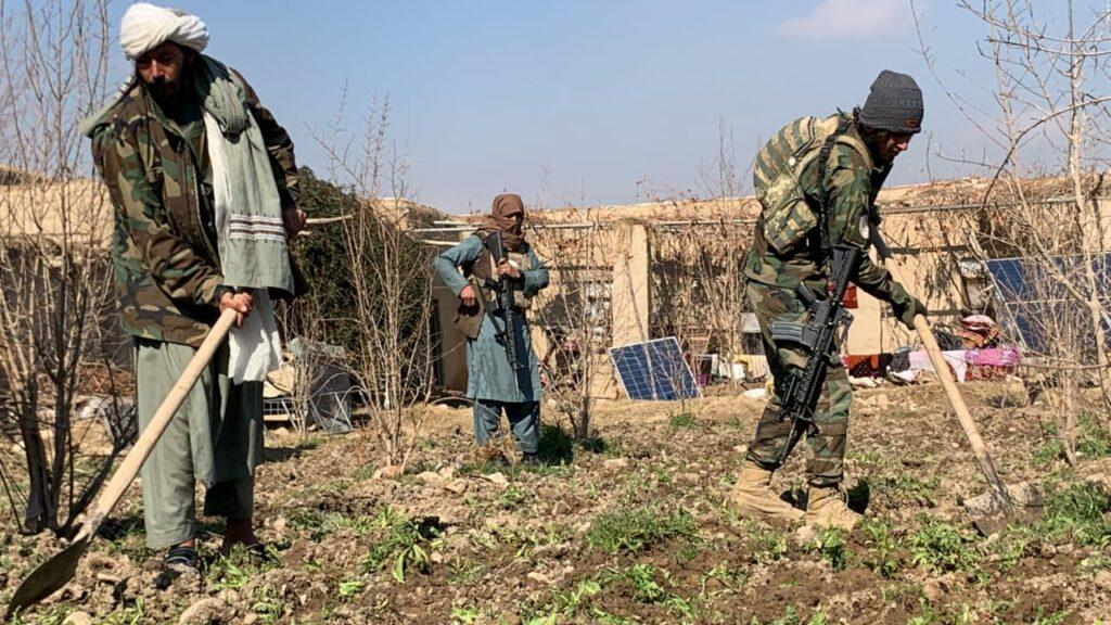 More than 300 acres of Kandahar’s land cleared of poppy